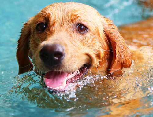 Schwimmen mit Hund – Tipps für Spaß im Wasser